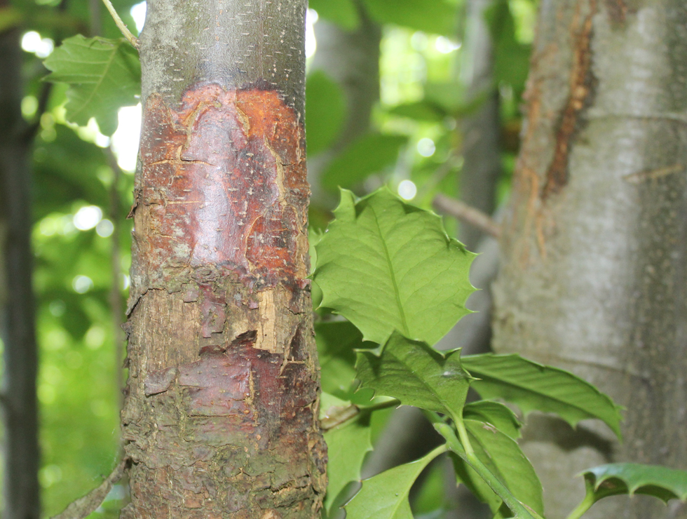 Kastanjekanker: Schadebeeld | © A. Charlier CRAW